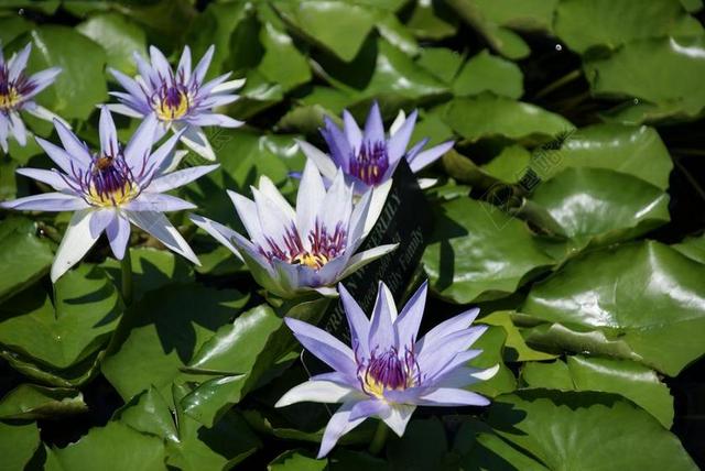 睡莲 水 莲花 百合 自然 花 叶 开花 夏天 花园