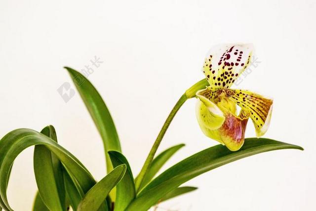 兰花 花 植物 开花 盛开 美丽