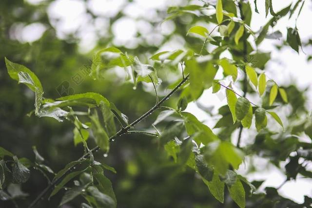 滴 雨 枝杈 绿色 叶子 叶 下雨天