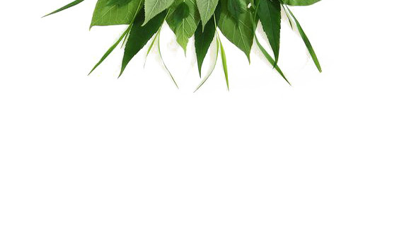 俯视植物