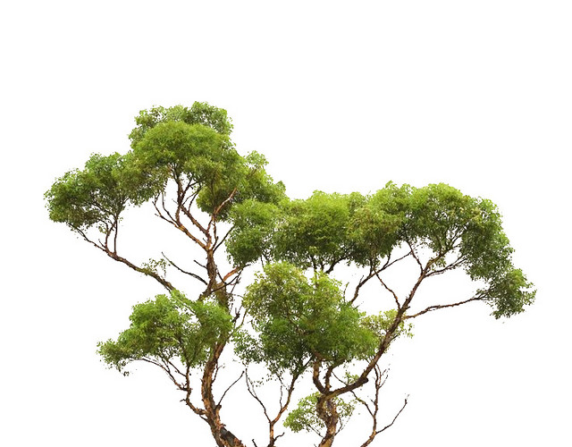 大树