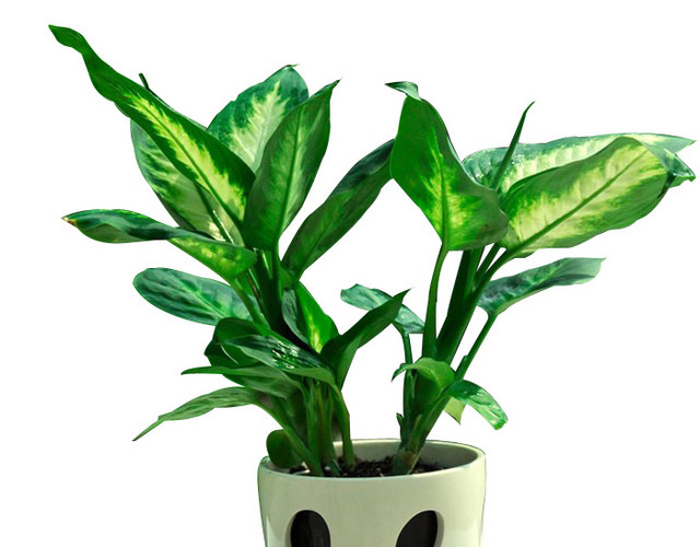 绿植盆栽