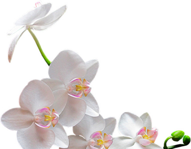 白色兰花