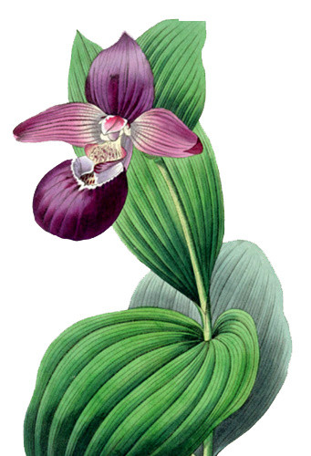 手绘兰花素材