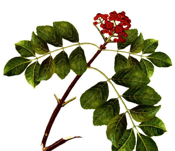 吴茱萸树枝
