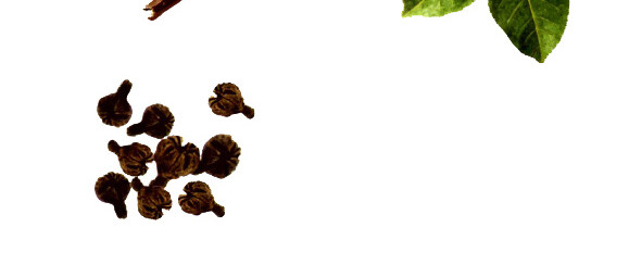 吴茱萸树枝