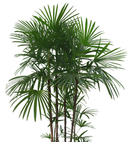 花草 植物