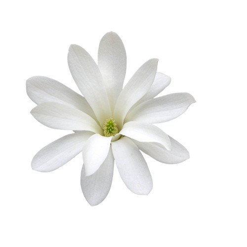 兰花花瓣
