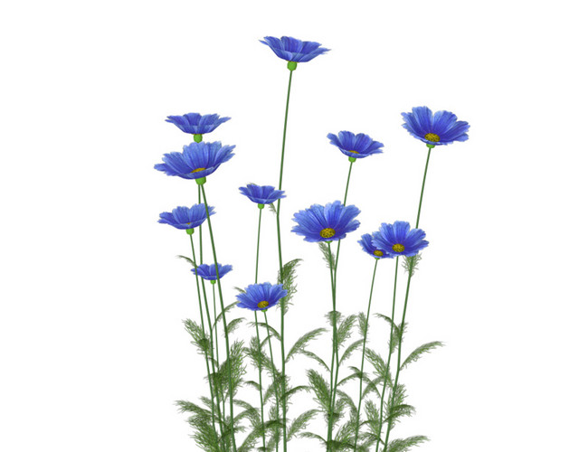 蓝色花芬芳