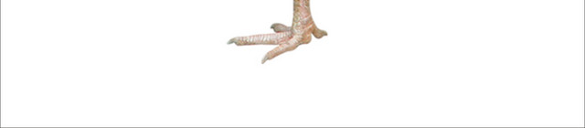 鸡