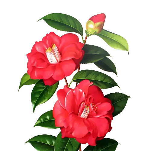 红色手绘木兰花