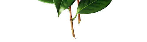 红色手绘木兰花