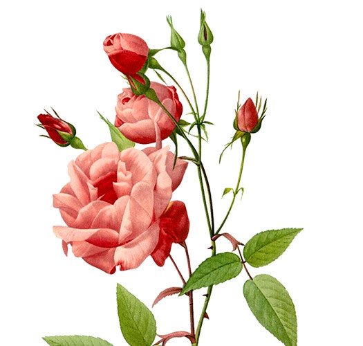 粉红手绘木兰花