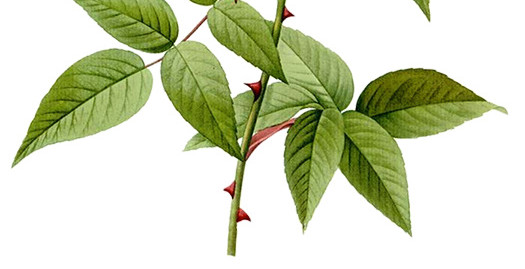 粉红手绘木兰花