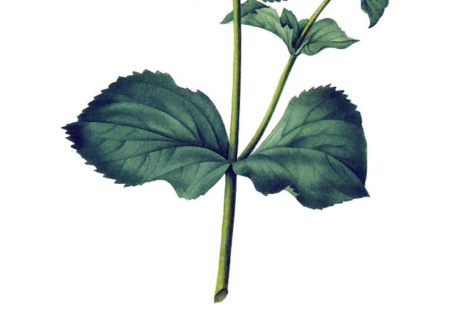 黄色手绘木兰花