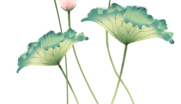 中秋节荷花莲子