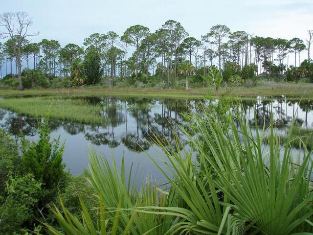 佛罗里达州 性质 沼泽 植物 湿地 美国 绿色 景观 水