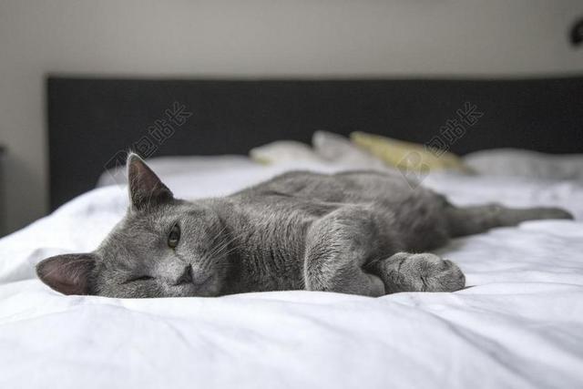 床上的黑色猫咪背景图片