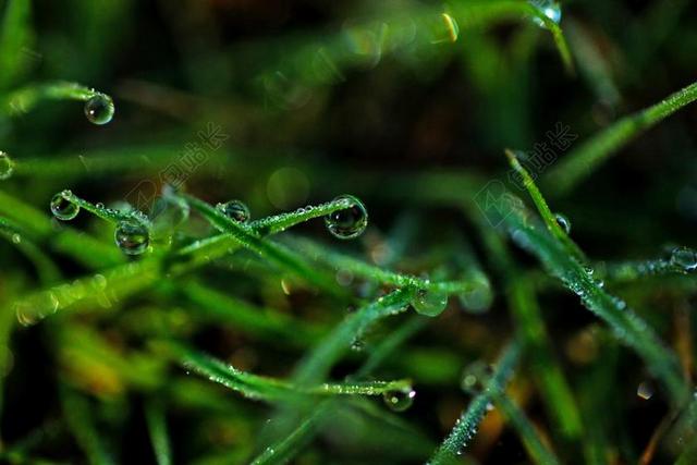 草 植物 特写 水 雨 露水 滴 湿 新鲜 绿色 自然