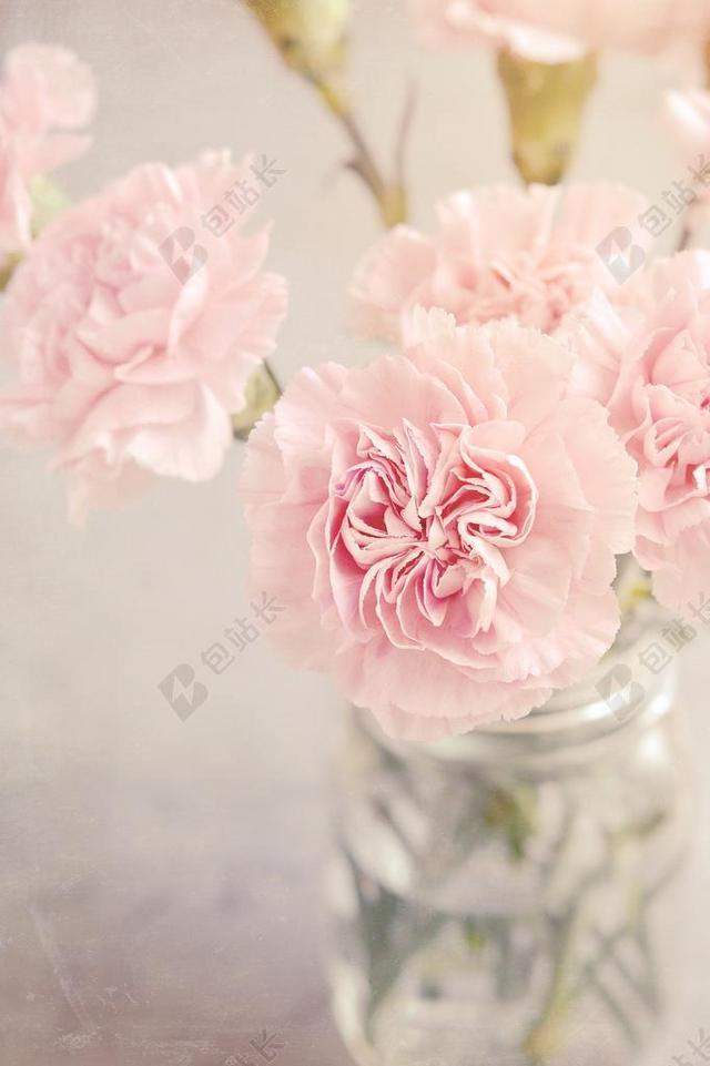 丁香 鲜花 粉红色 粉色花 粉红色的康乃馨 招标 浪漫 花瓶