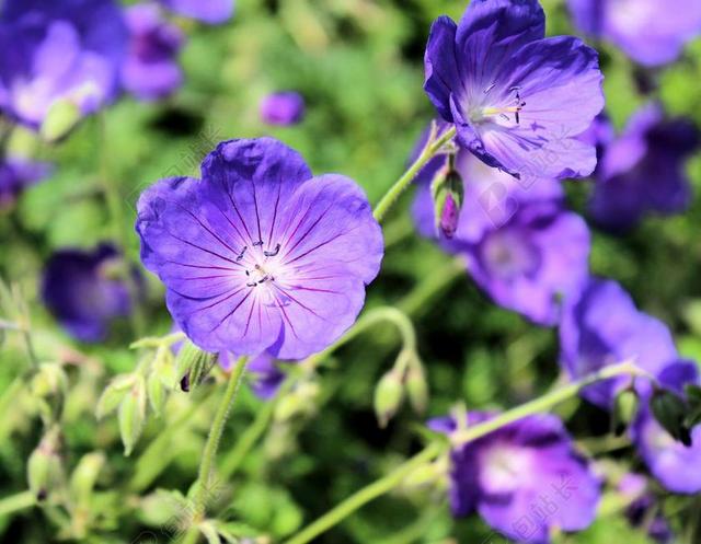 老鹳草 野生 紫色 花卉 性质 植物 春天 夏天 花园 林