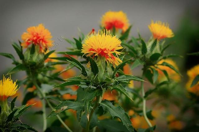 红花 杂草 鲜花 马唐 特写 豆荚 棘手 自然 目睹