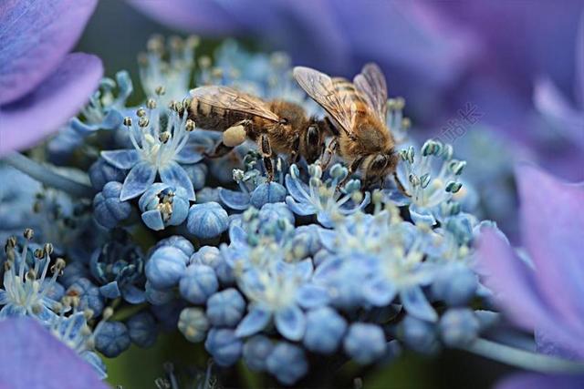 蓝黄生物和谐正在绣球花上采蜜扥蜜蜂动物植物背景图片