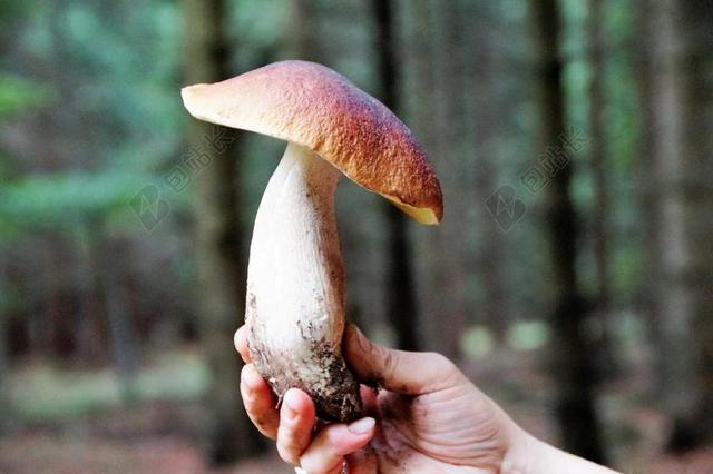 菌 牛肝菌 真正 森林 食用 松茸采摘 集