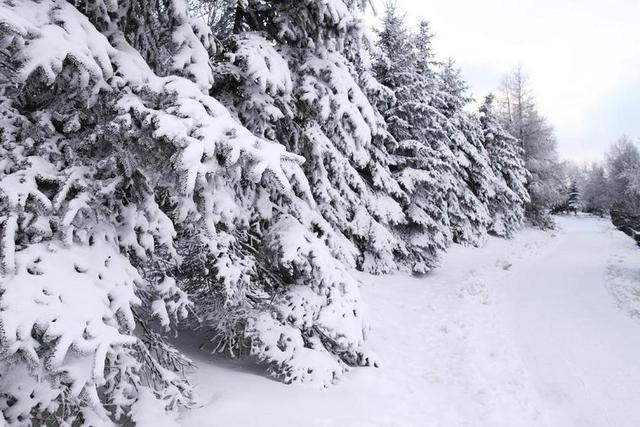 冬天 树 路径 雪花 冷 冻结 雪 森林 路