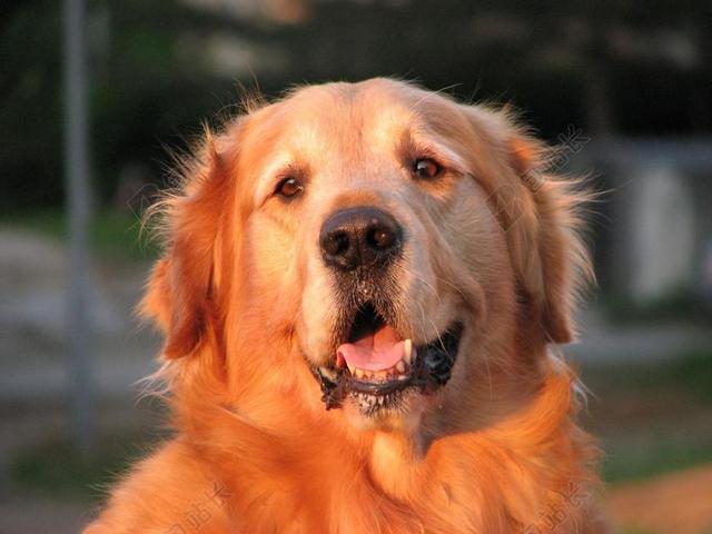 金毛寻回犬 狗 宠物 自然 目睹 肖像 男 美丽 特写