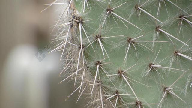 仙人掌 宏 花 植物学 刺