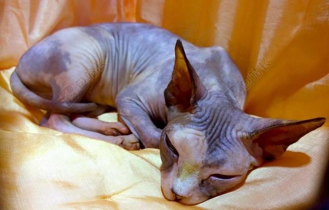 斯芬克斯猫 休息 无毛 家养 显示 宠物 哺乳动物 猫的