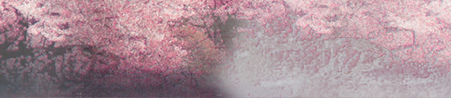 春天唯美桃花景色背景