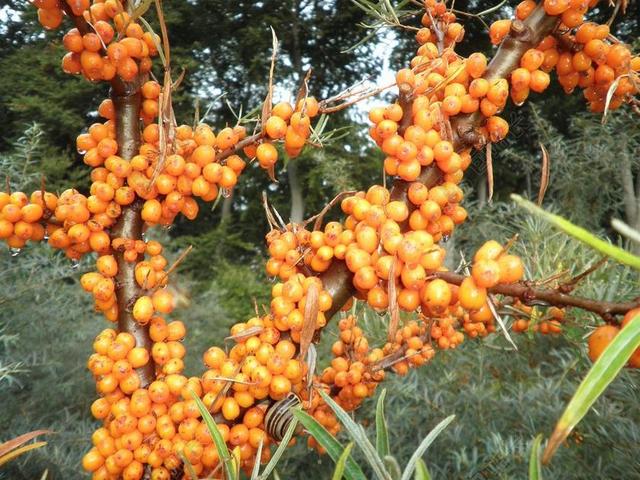 沙棘 野果 成熟 橙 水果 维生素 健康 食品 北方柠檬