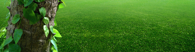 春天清新草坪大树背景BANNER