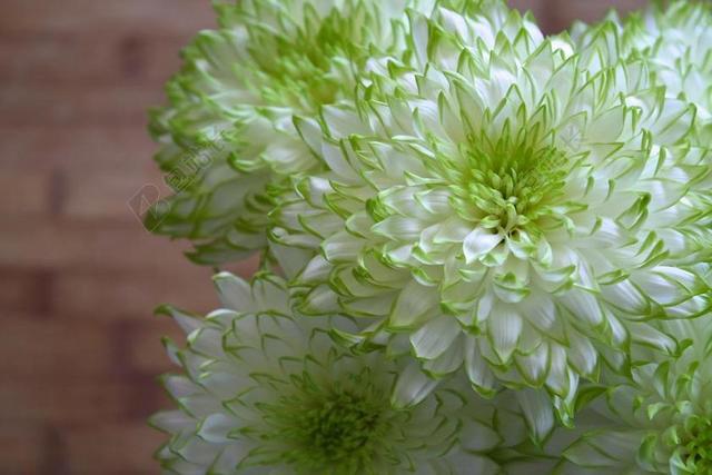 绿白植物养眼绿色的菊花植物鲜花装饰背景图片