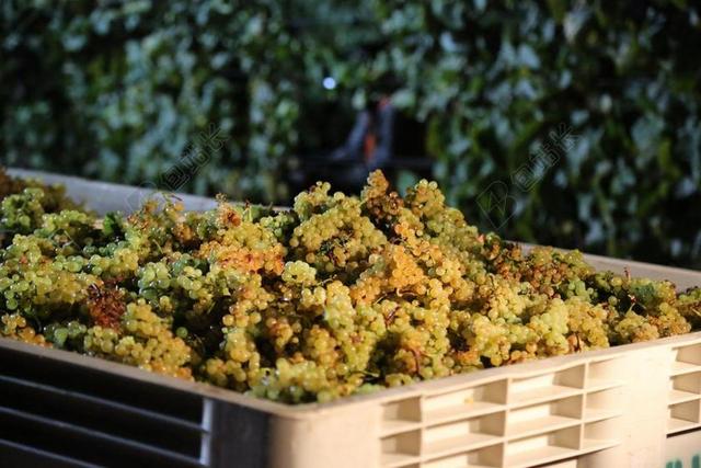 霞多丽 葡萄酒 收获 纳帕谷 白 喝 酒厂 品酒 葡萄园