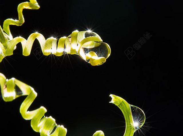 葡萄藤上的露水背景图片