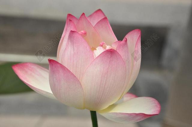 红色农业唯美莲花盛开枝干背景图片