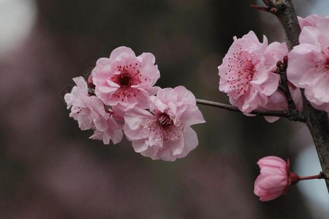 樱花 日本樱花树 花 树 粉红色 观赏樱花 盛开 春 自然