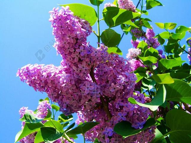 紫色的花团背景图片