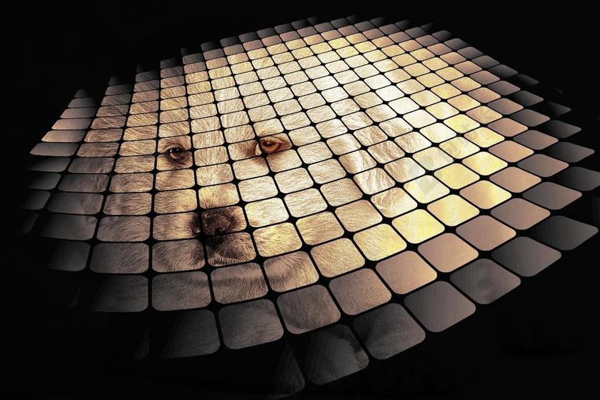 彩色动物创意特效的狗图片背景图片