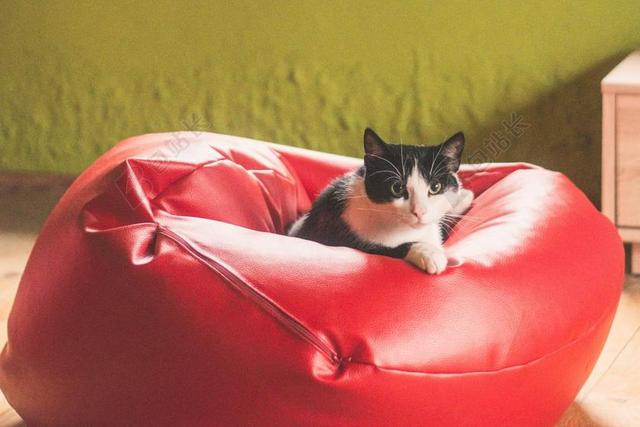 猫 小猫 雄猫 动物 黑色和白色 大衣 年轻的小猫