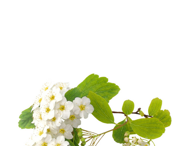 白色清新草莓花植物