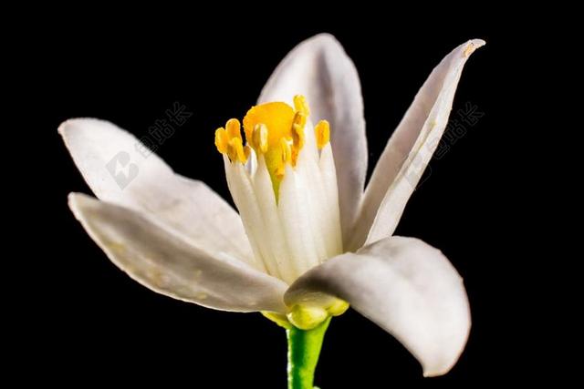 橙花 小花朵 白 黄色