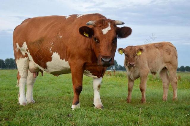 牛 公牛 农场 动物 哺乳动物 头 牛肉 家养 牛奶 肉
