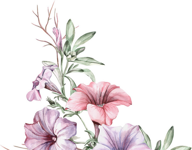 手绘花卉紫色喇叭花