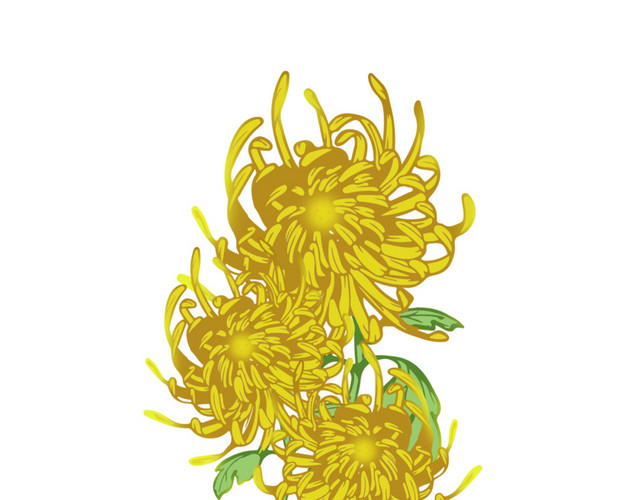 重阳节手绘小清新菊花
