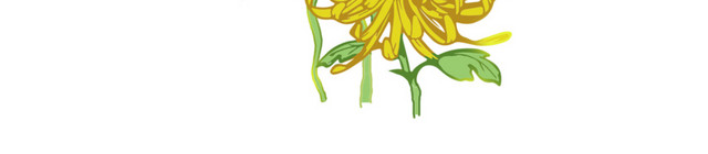 重阳节手绘小清新菊花