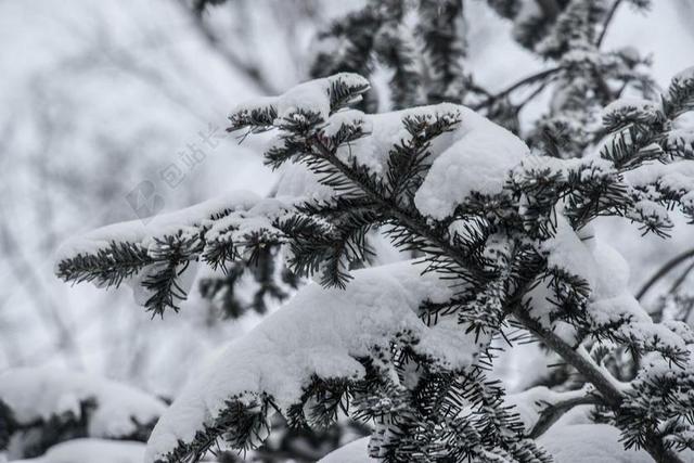 雪 松树 白色 冬季 树枝